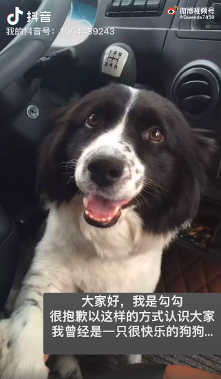 金毛Siri悲劇重演？女子稱花費近5萬托運邊牧去世：涉事公司資質不全，收取醫(yī)藥費在狗死后才交醫(yī)院