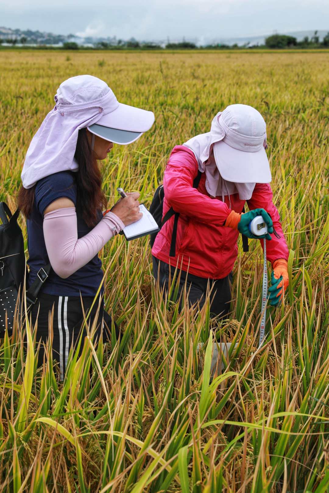 袁隆平超級稻蒙自基地連續(xù)四年畝產超1100千克