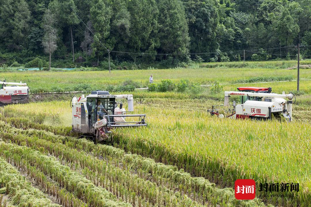 四川阆中：27万亩水稻丰收 超七成机械化收割