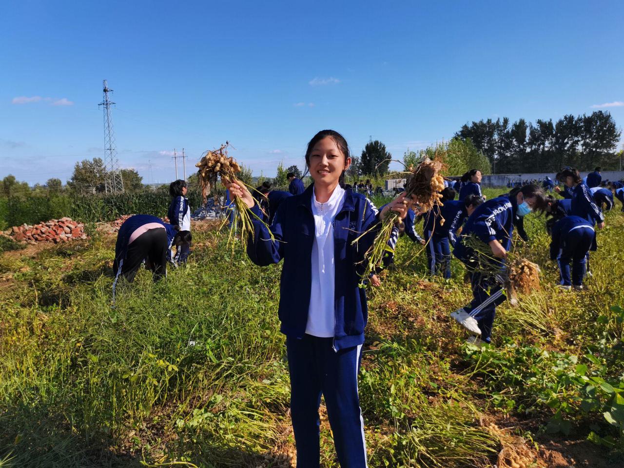 招遠(yuǎn)市夏甸鎮(zhèn)新村初級中學(xué)開展秋收實(shí)踐活動(dòng)(圖5) 招遠(yuǎn)市夏甸鎮(zhèn)新村初級中學(xué)開展秋收實(shí)踐活動(dòng)(圖5)