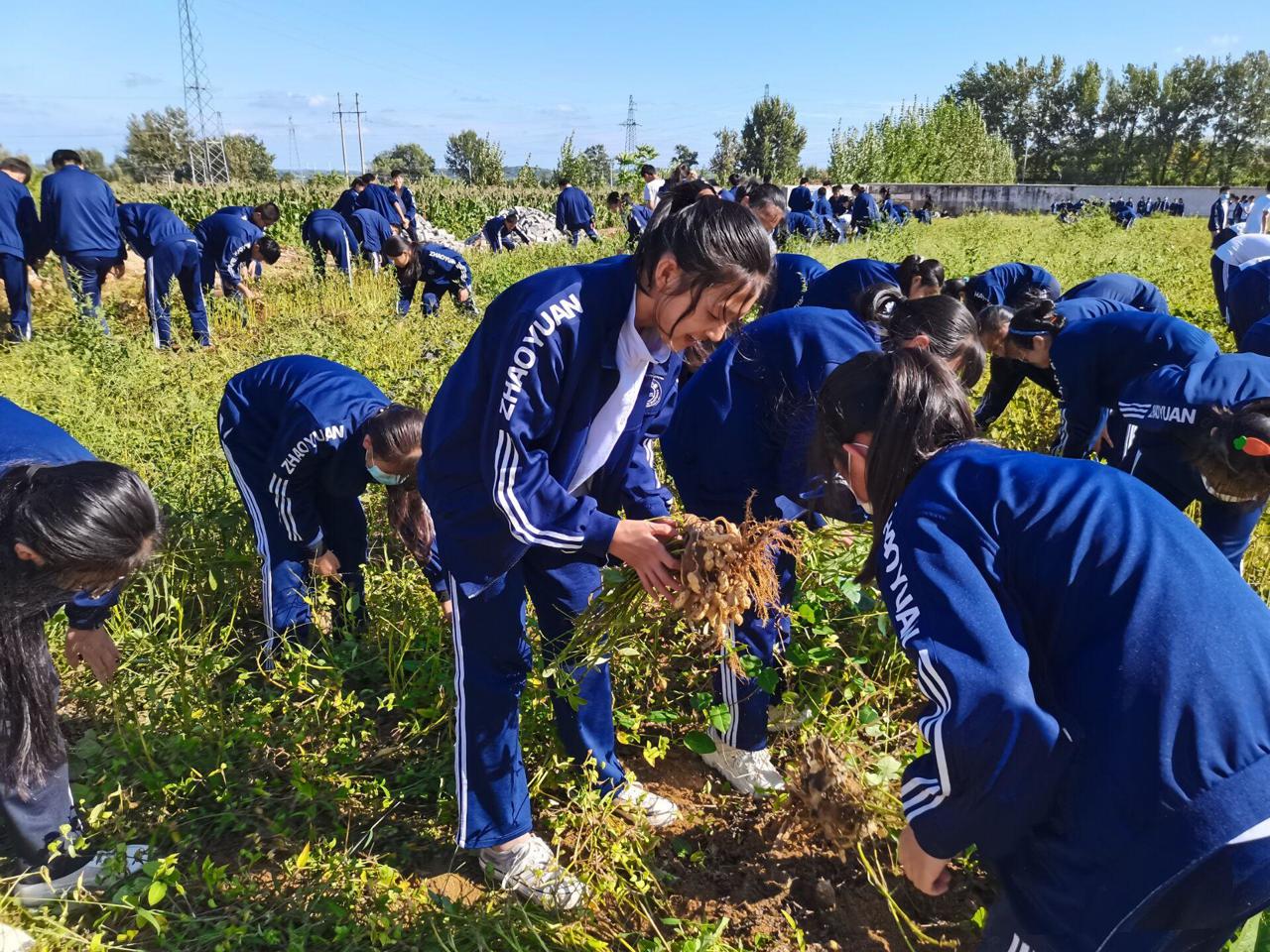 招遠(yuǎn)市夏甸鎮(zhèn)新村初級中學(xué)開展秋收實(shí)踐活動(dòng)(圖7) 招遠(yuǎn)市夏甸鎮(zhèn)新村初級中學(xué)開展秋收實(shí)踐活動(dòng)(圖7)