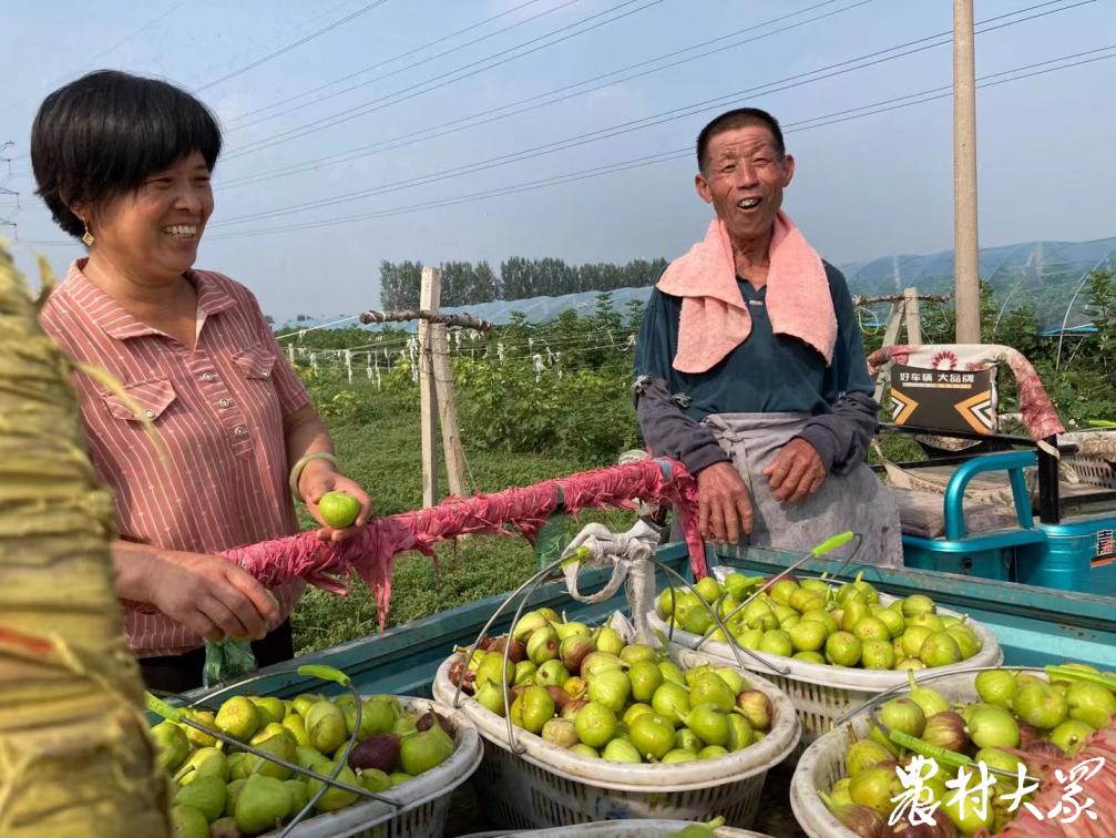 能賣鮮果還能做果茶果酒，多元模式讓這個無花果農(nóng)場日進萬元