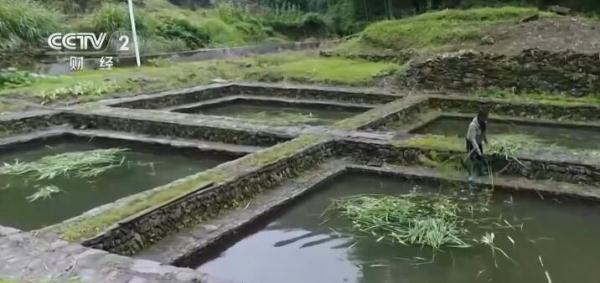 安徽休寧：草魚變身致富“金魚”養(yǎng)殖戶成功實(shí)現(xiàn)增收