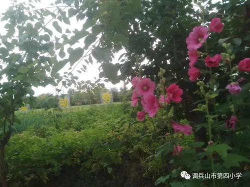 調(diào)兵山市第四小學(xué)教師節(jié)系列活動(dòng)(圖3) 調(diào)兵山市第四小學(xué)教師節(jié)系列活動(dòng)(圖3)