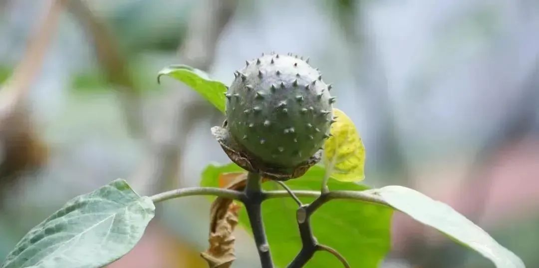 目标：国家5A级！广州新建中医药文化景区