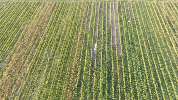 信阳淮滨落羽杉栽植面积已有两万亩 致富效益显著