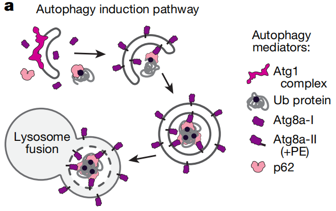 ����Ȼ������ҹ���������ɶ�����ҹ������ѧ�ҷ��֣�ҹ���ʳ�������յ���ϸ�����ɻ����ӳ������ͽ��������Ĺؼ�ح��ѧ����