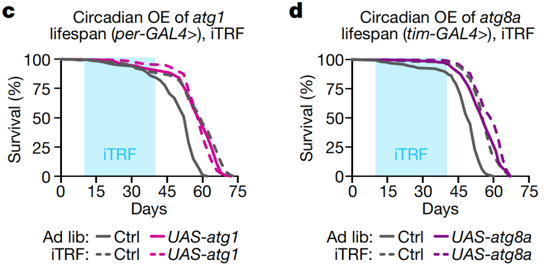 ����Ȼ������ҹ���������ɶ�����ҹ������ѧ�ҷ��֣�ҹ���ʳ�������յ���ϸ�����ɻ����ӳ������ͽ��������Ĺؼ�ح��ѧ����