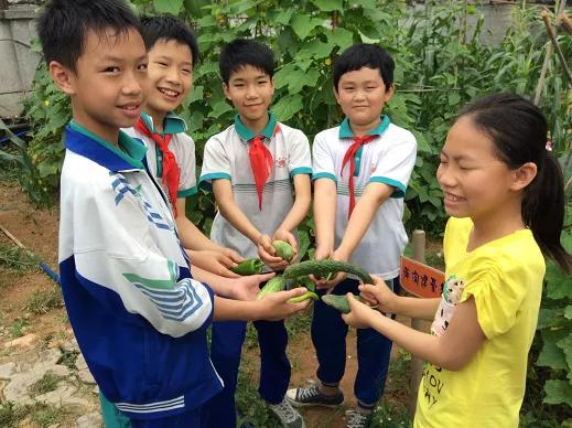 黄埔沧联小学有个菜园,体验都市农耕的乐趣(图1)
