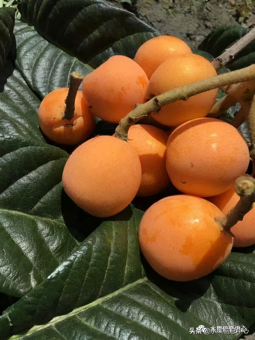 中國(guó)到底哪里的枇杷最好吃？