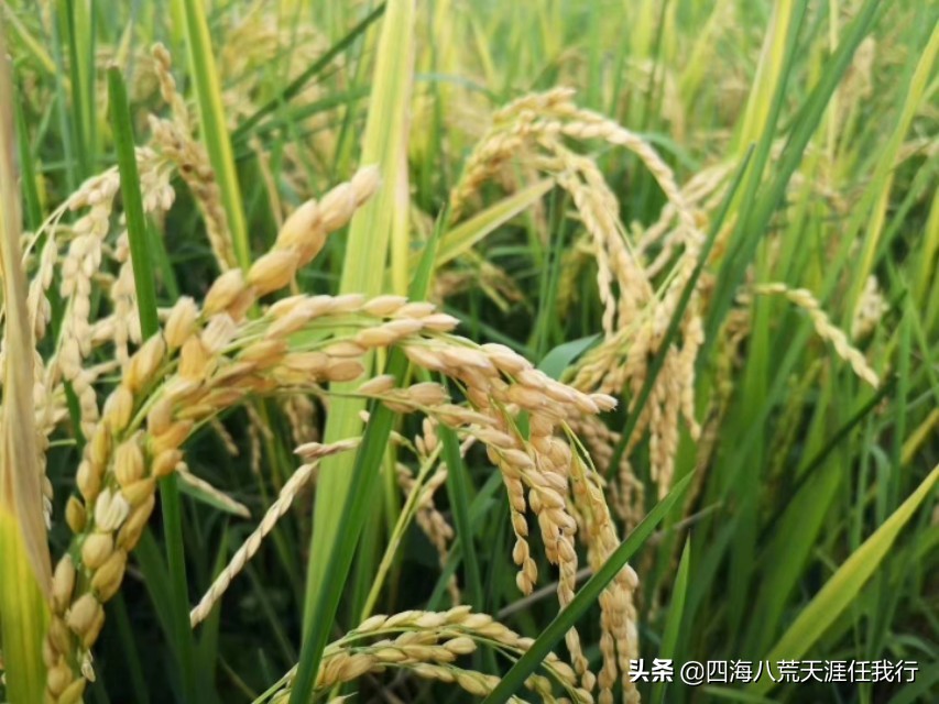 秋天，出去走一走，看看美景吹吹风