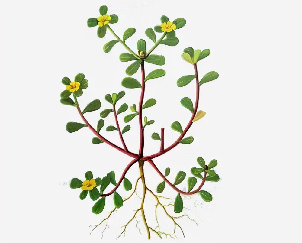 「中医药膳」清热“凉草”马齿苋