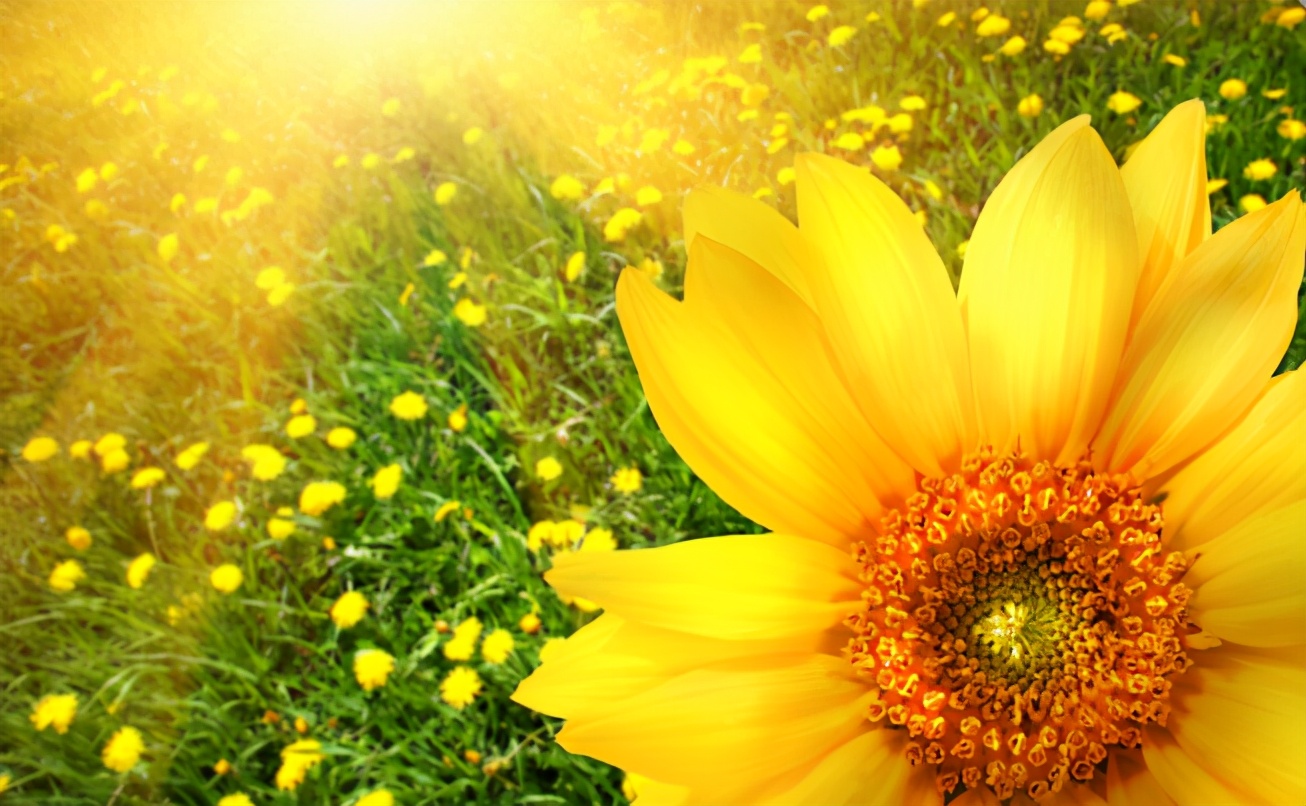 家有四樣，不富也旺