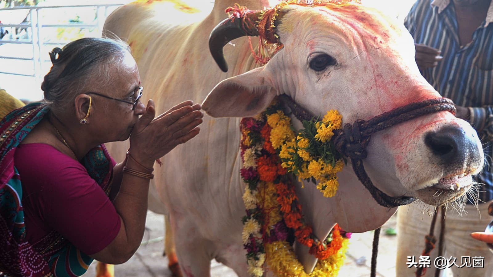 印度用牛糞做出了芯片？ 預計大量出口美國，還能遏制疫情