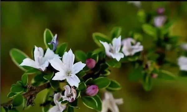 160種· 奇花異草，絕對有你沒見過的！ 「下部分」