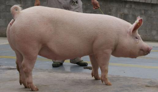 母猪分娩，缩短母猪产程，减少死胎发生