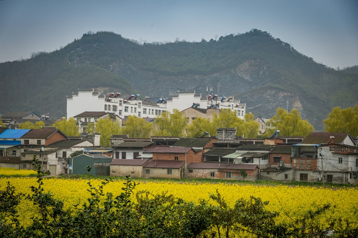 快来看！阳春三月的乡村美如画