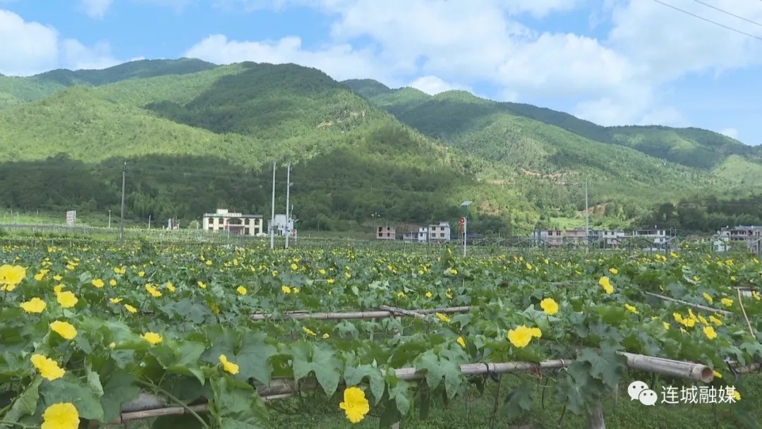 連城羅坊：絲瓜花開成金色花海 展現鄉村振興美麗新畫卷