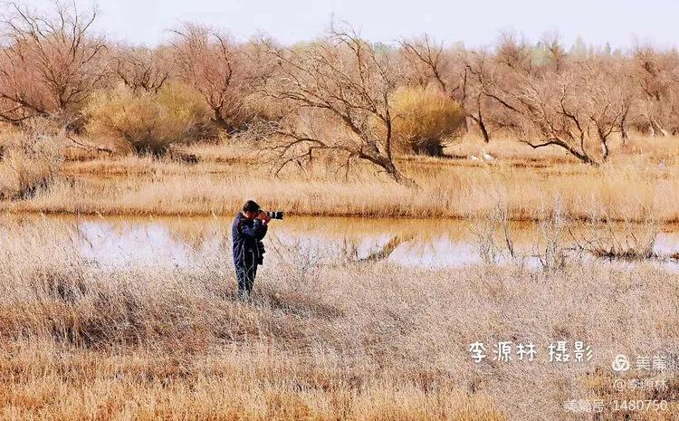寒烟轻笼，白鹤戏水，民勤石羊河国家湿地公园宛如仙境一般