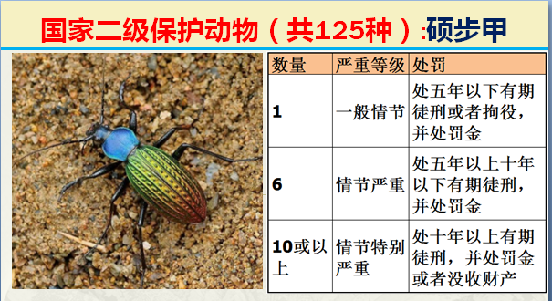 国家最新125类二级野生保护名录，图片及违法对应刑责