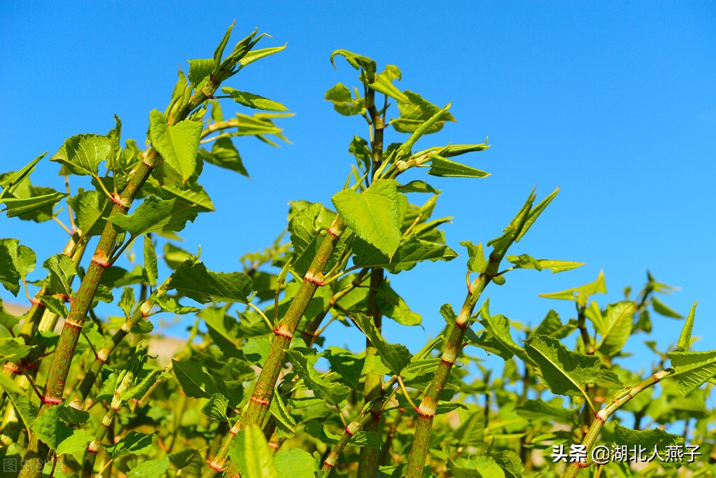 春天挖野菜，送你70种野菜图片大全，教你认识不同的野菜和吃法