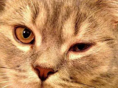 貓咪老是有眼屎？那可不是上火那么簡單