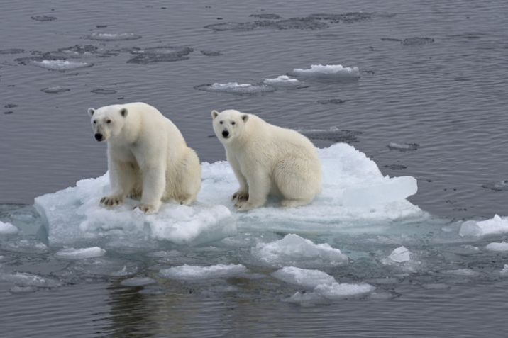 紧迫！北极永冻土融化，科学家发现40万年前活微生物竟“重生”