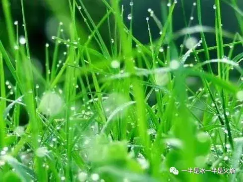 散文诗：喜欢雨，是一直以来的事