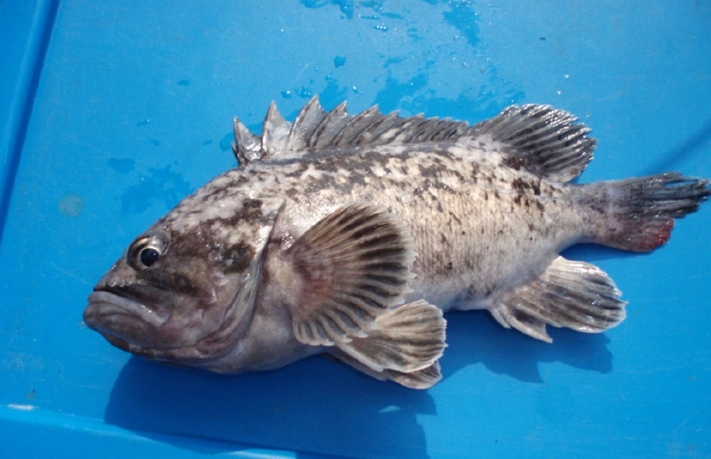 福島黑鲉魚禁止上市，日本核廢水早就排放了，是真的？危害多大？
