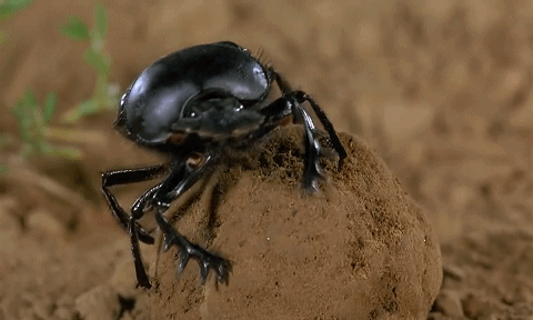 推粪球之前，屎壳郎为什么要跳舞？