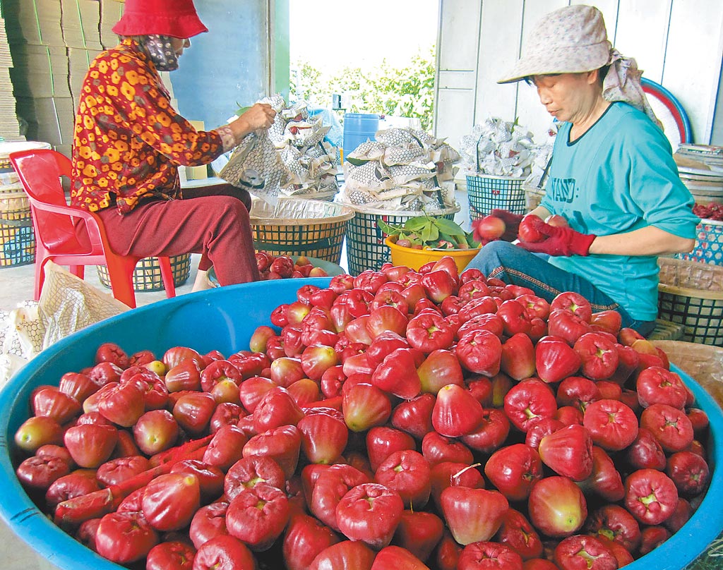 大陸暫停釋迦蓮霧輸入，台灣不怕？ 民進黨當局：鳳梨價格不降反升