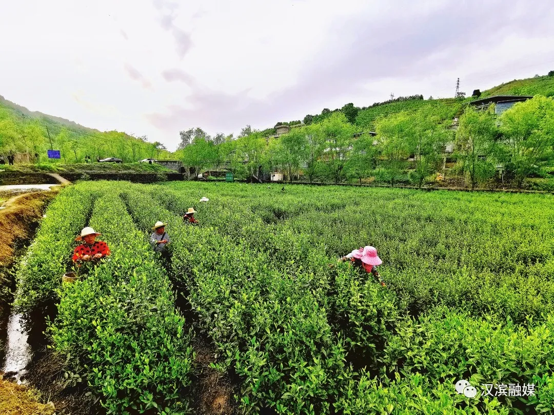 大竹园镇：因茶兴业 不负青山