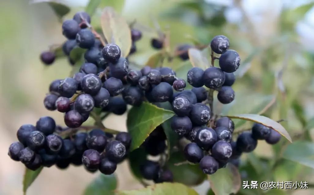 乌饭子种植方法，乌饭子栽培技术要点