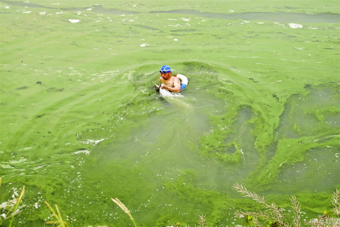 千岛湖的“绝地逢生”：二十年前鲢鳙激战蓝藻，如今被争相效仿