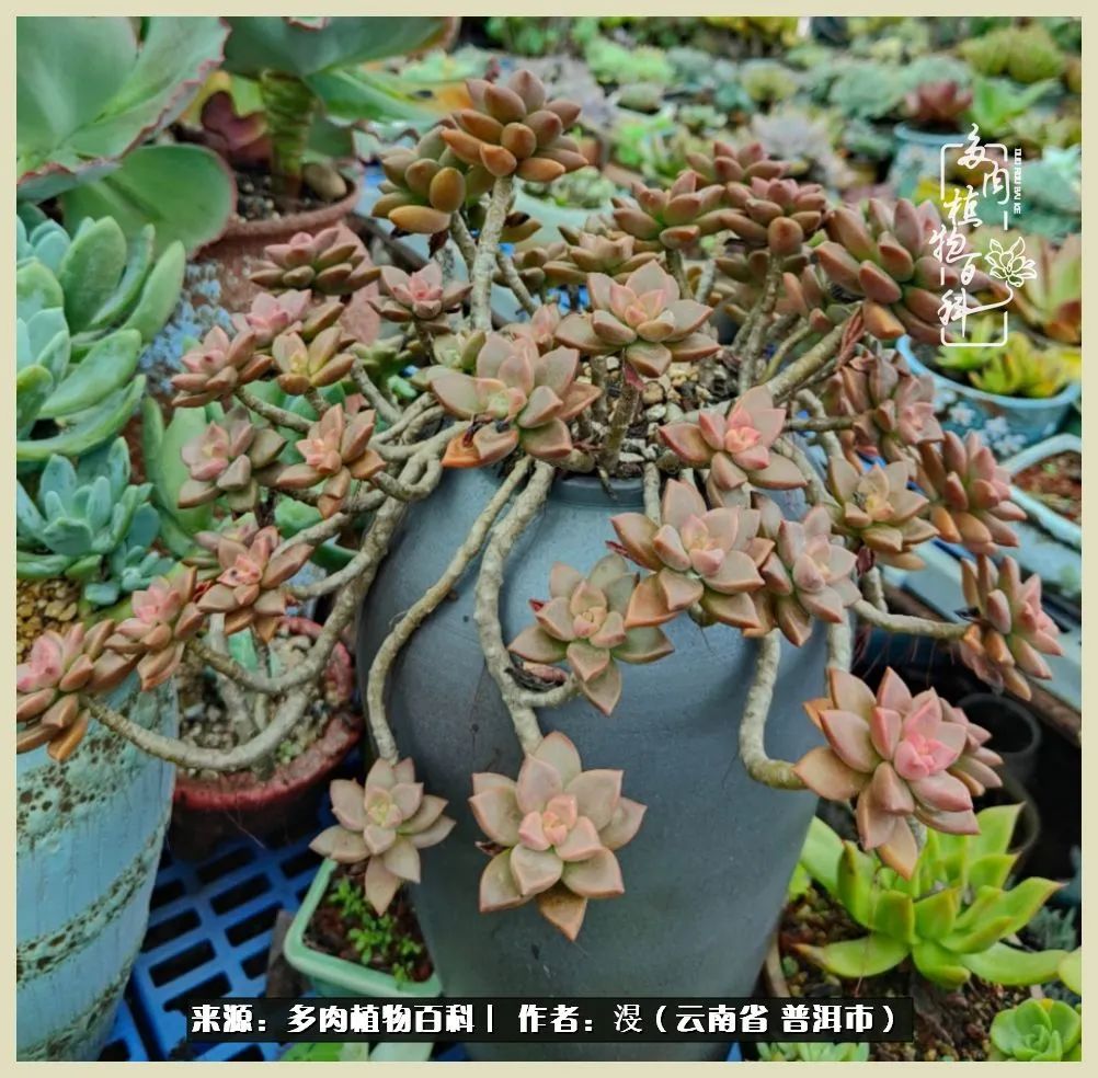 深情不及久伴，厚爱无需多言，择一“爱”，护一生