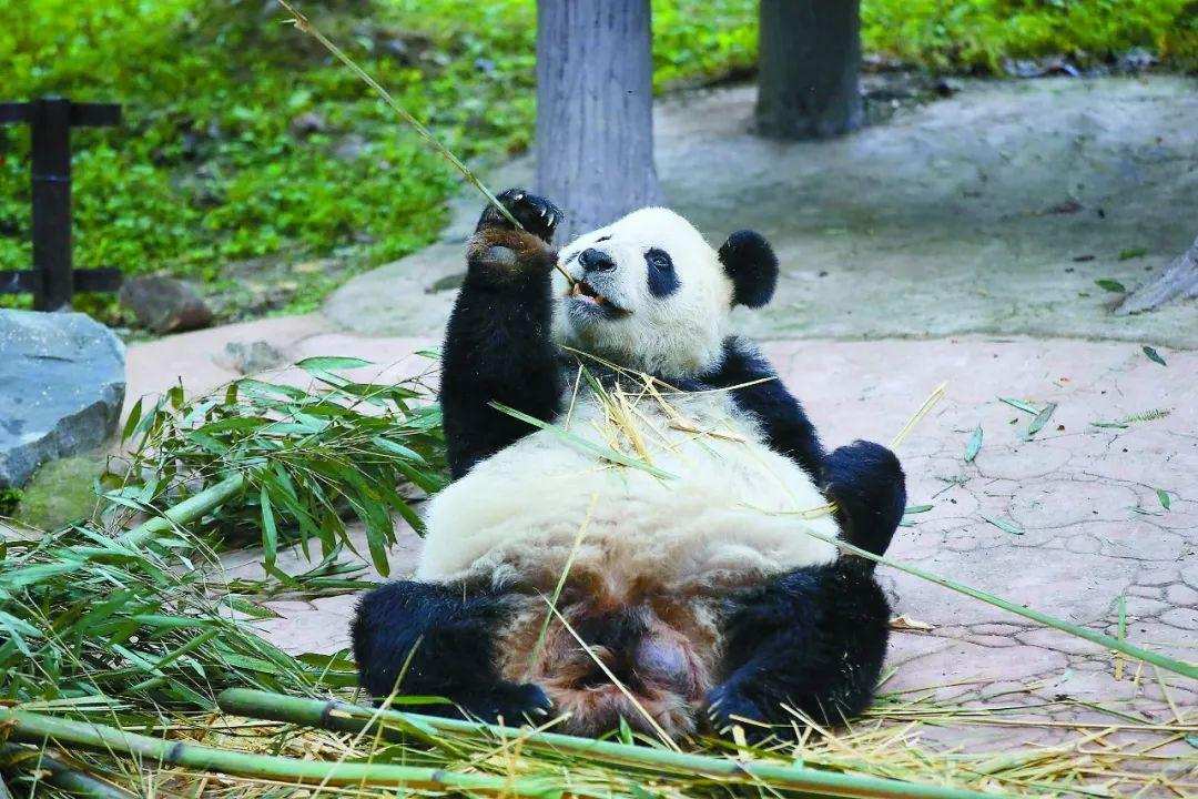 人類為什么只馴化了食草動物，沒有馴化食肉動物？原因沒那么簡單