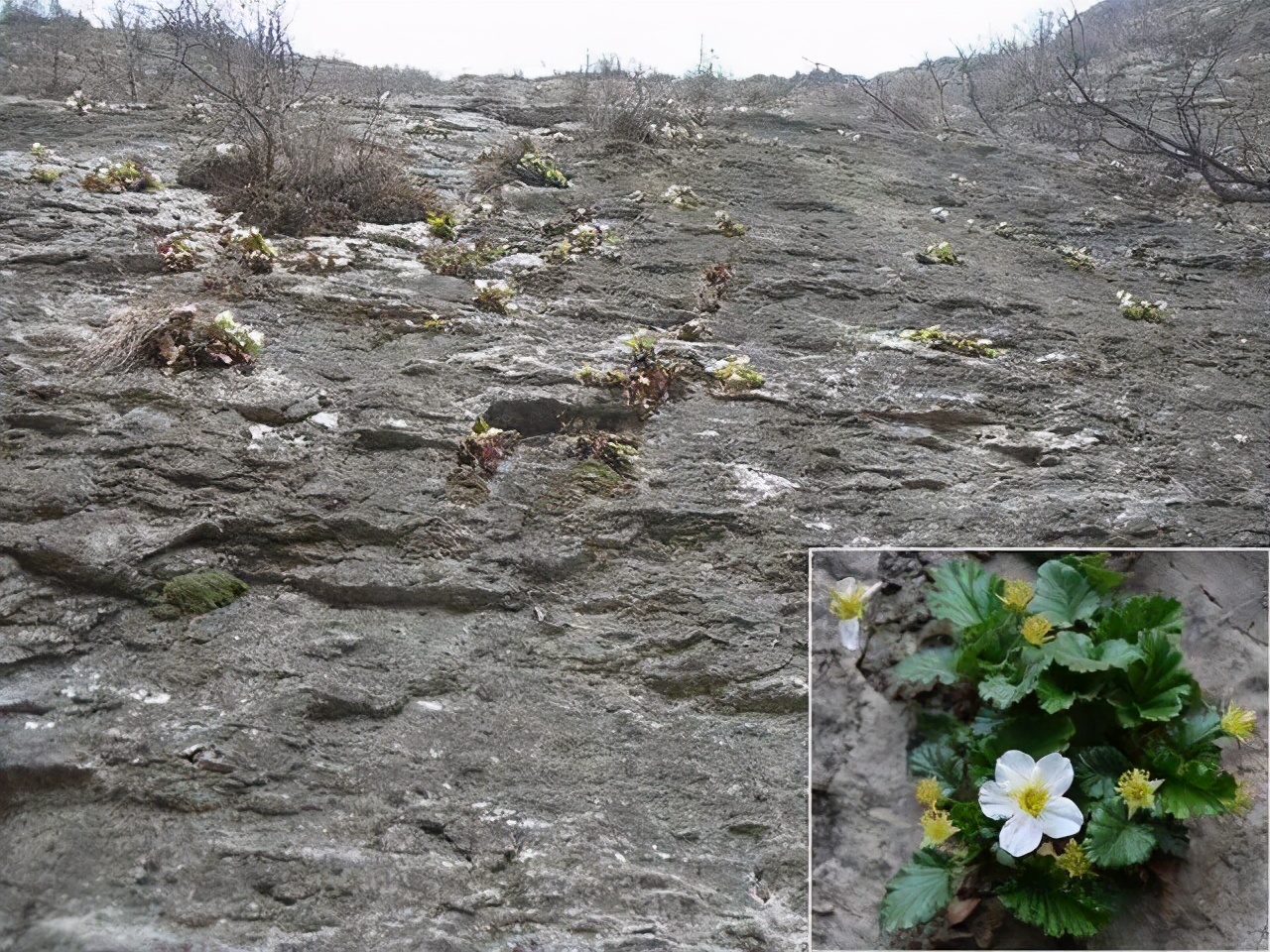 全球獨有的“絕壁奇花”，僅在太行山南部才能看到它，想養都很難