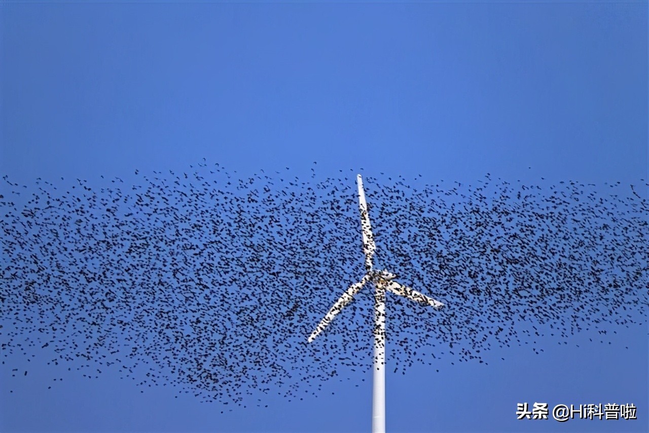 风力发电机的危害有多大？应该加大推广力度，还是该立即停止呢？