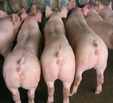 怎么管理后备母猪？饲养管理中的几个误区，配种，初产