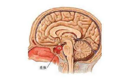 脑袋里的“小绿豆”，不仅让人变胖还会不孕不育？