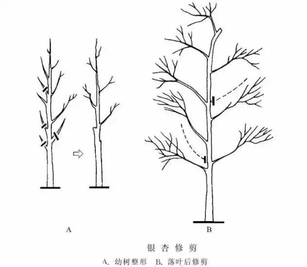 园林景观-乔木、灌木、藤本植物养护技术规范