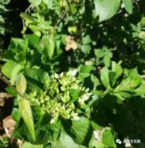 大清曾迁移一部分云南白族人到黑龙江担任“站