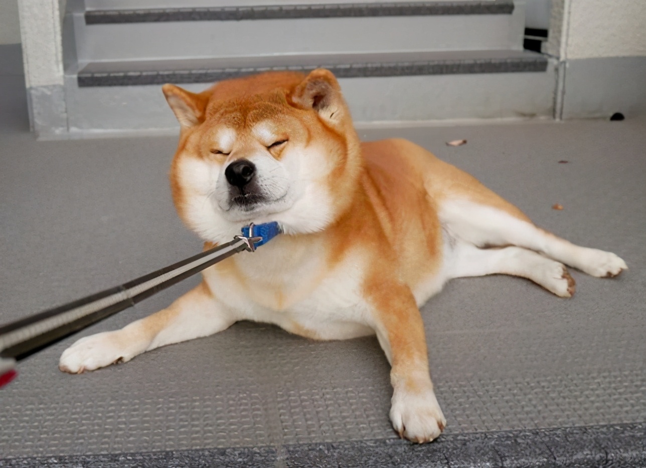 柴犬聪明吗 不爱听主人的话 但做坏事智商突破天际 Zh中文网