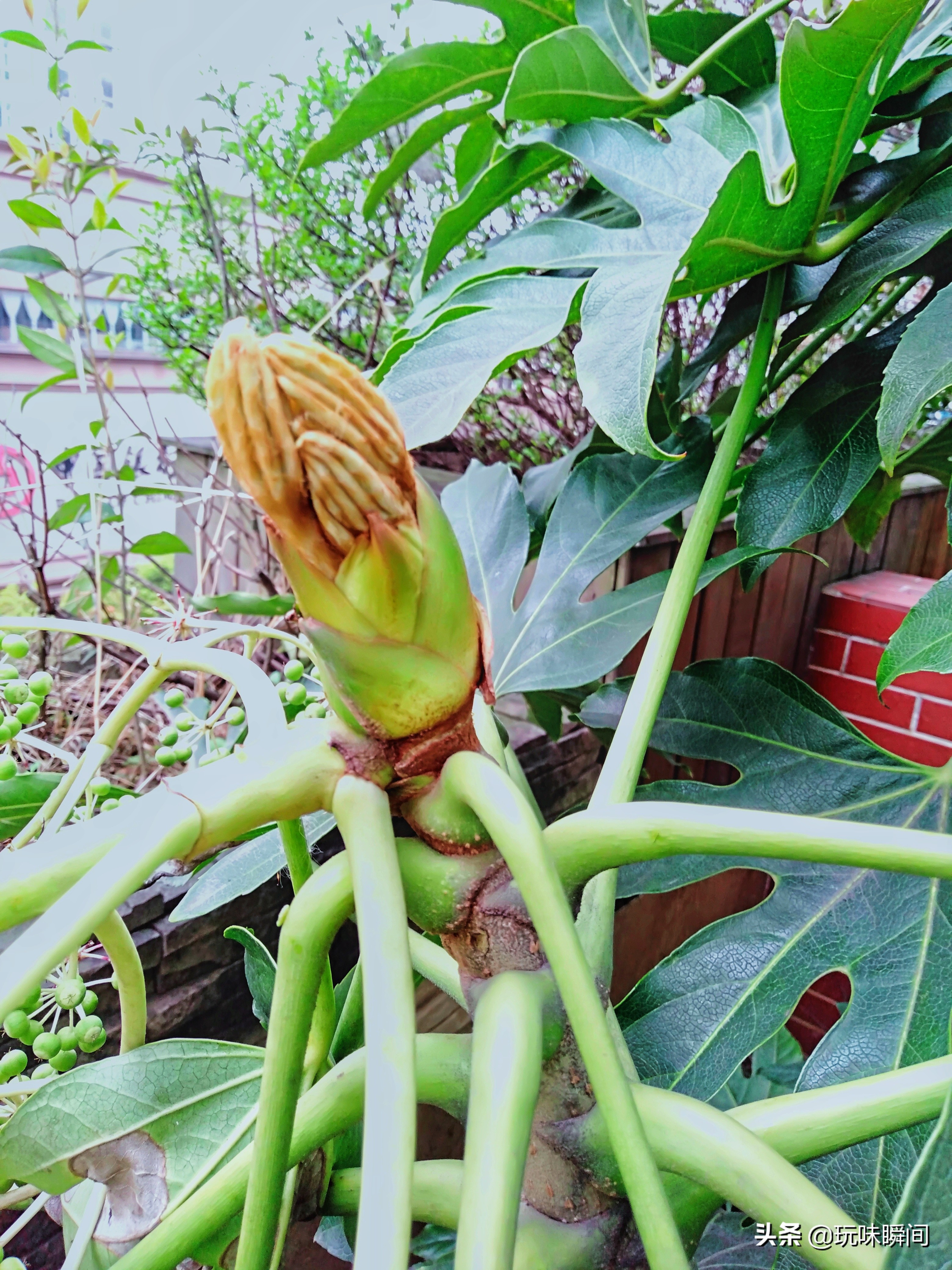 无花果花(瞧一瞧,看一看,无花果其实有花!) - 井贤栋个人博客