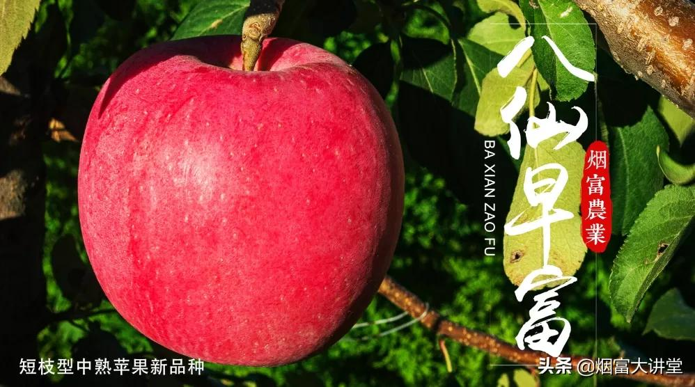 做好中熟苹果品种脱袋前的肥水管理