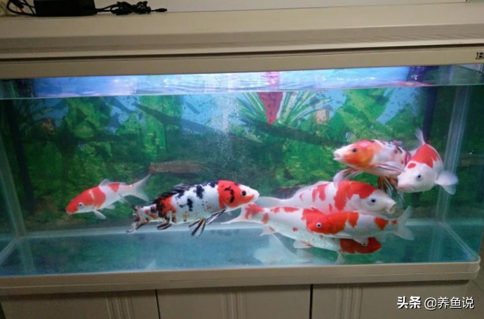 魚缸並非一定要增氧加過濾 無過濾魚缸的原理解析 打氧同理 養魚説 Mdeditor