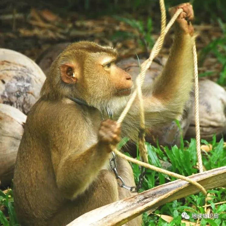 泰国猴子，有苦说不出 | 地球知识局