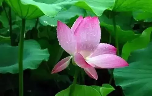 全國(guó)56個(gè)城市的市花，你是否全都了解？