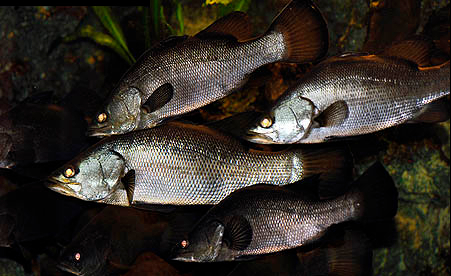 尼羅河鱸猖狂30年，吃絕200多種土著魚，在中國也有風險？