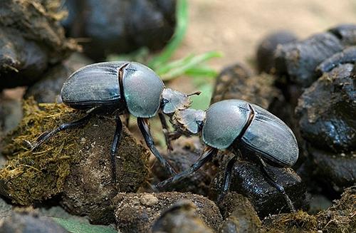自然界清道夫：蜣螂，重任在身的真·劳模